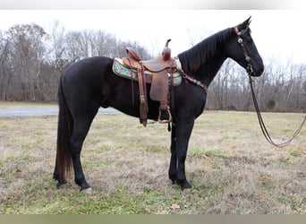 American Quarter Horse, Wallach, 5 Jahre, 155 cm, Rappe