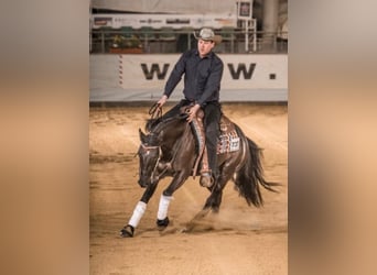 American Quarter Horse, Wallach, 5 Jahre, 155 cm, Rappe