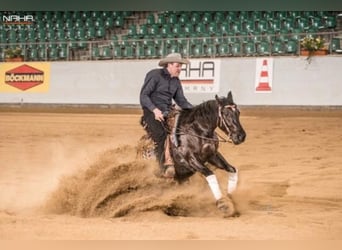 American Quarter Horse, Wallach, 5 Jahre, 155 cm, Rappe