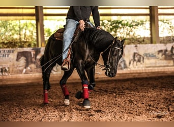 American Quarter Horse, Wallach, 5 Jahre, 155 cm, Rappe