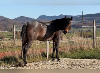 American Quarter Horse, Wallach, 5 Jahre, 155 cm, Roan-Bay