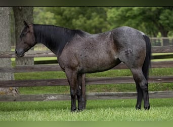 American Quarter Horse, Wallach, 5 Jahre, 155 cm, Roan-Blue