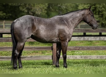 American Quarter Horse, Wallach, 5 Jahre, 155 cm, Roan-Blue