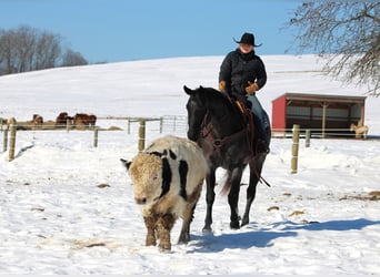 American Quarter Horse, Wallach, 5 Jahre, 155 cm, Roan-Blue