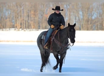 American Quarter Horse, Wallach, 5 Jahre, 155 cm, Roan-Blue