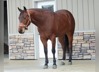 American Quarter Horse, Wallach, 5 Jahre, 155 cm, Rotbrauner
