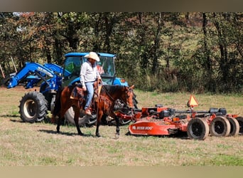 American Quarter Horse, Wallach, 5 Jahre, 155 cm, Rotbrauner