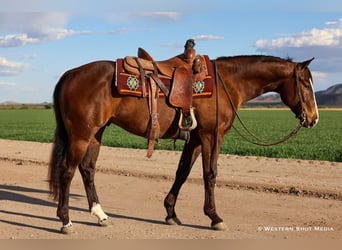 American Quarter Horse, Wallach, 5 Jahre, 155 cm, Rotbrauner