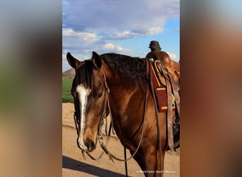 American Quarter Horse, Wallach, 5 Jahre, 155 cm, Rotbrauner