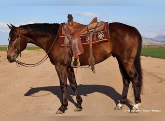 American Quarter Horse, Wallach, 5 Jahre, 155 cm, Rotbrauner