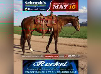 American Quarter Horse, Wallach, 5 Jahre, 155 cm, Rotbrauner