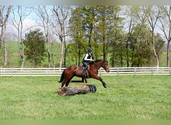 American Quarter Horse Mix, Wallach, 5 Jahre, 155 cm, Rotbrauner