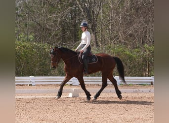 American Quarter Horse Mix, Wallach, 5 Jahre, 155 cm, Rotbrauner