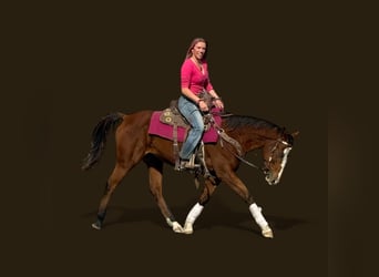 American Quarter Horse, Wallach, 5 Jahre, 155 cm, Rotbrauner