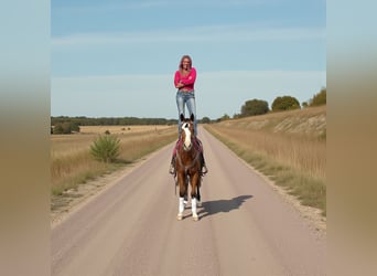 American Quarter Horse, Wallach, 5 Jahre, 155 cm, Rotbrauner