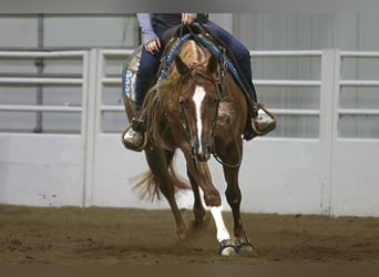 American Quarter Horse, Wallach, 5 Jahre, 155 cm, Rotfuchs