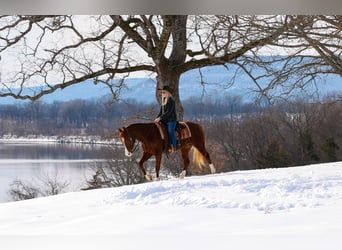 American Quarter Horse, Wallach, 5 Jahre, 155 cm, Rotfuchs