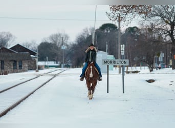 American Quarter Horse, Wallach, 5 Jahre, 155 cm, Rotfuchs