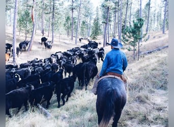 American Quarter Horse, Wallach, 5 Jahre, 155 cm, Schimmel