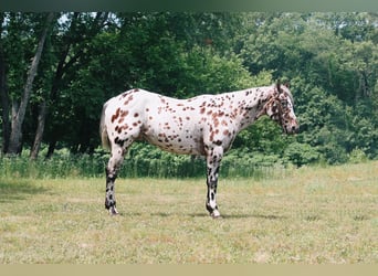 American Quarter Horse, Wallach, 5 Jahre, 155 cm, Tigerschecke