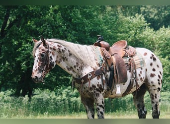 American Quarter Horse, Wallach, 5 Jahre, 155 cm, Tigerschecke