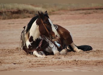 American Quarter Horse, Wallach, 5 Jahre, 155 cm, Tobiano-alle-Farben