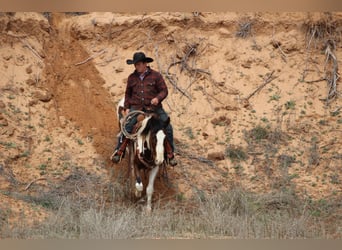 American Quarter Horse, Wallach, 5 Jahre, 155 cm, Tobiano-alle-Farben