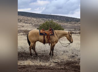 American Quarter Horse, Wallach, 5 Jahre, 155 cm