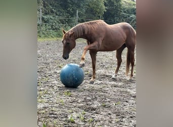 American Quarter Horse, Wallach, 5 Jahre, 156 cm, Fuchs