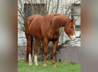American Quarter Horse, Wallach, 5 Jahre, 156 cm, Fuchs