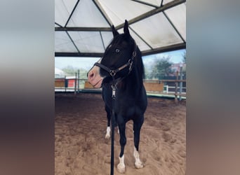 American Quarter Horse Mix, Wallach, 5 Jahre, 156 cm, Rappe