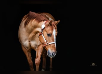 American Quarter Horse, Wallach, 5 Jahre, 156 cm, Red Dun