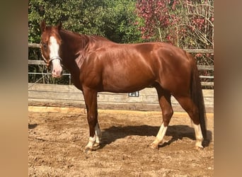 American Quarter Horse, Wallach, 5 Jahre, 156 cm, Rotfuchs