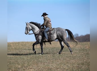 American Quarter Horse, Wallach, 5 Jahre, 157 cm, Apfelschimmel