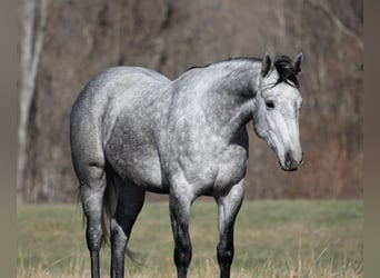 American Quarter Horse, Wallach, 5 Jahre, 157 cm, Apfelschimmel