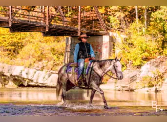 American Quarter Horse, Wallach, 5 Jahre, 157 cm, Apfelschimmel
