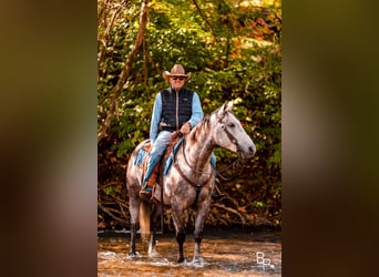 American Quarter Horse, Wallach, 5 Jahre, 157 cm, Apfelschimmel