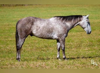 American Quarter Horse, Wallach, 5 Jahre, 157 cm, Apfelschimmel