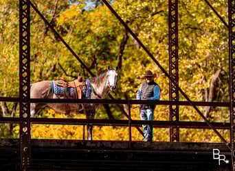 American Quarter Horse, Wallach, 5 Jahre, 157 cm, Apfelschimmel