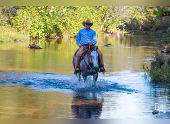 American Quarter Horse, Wallach, 5 Jahre, 157 cm, Apfelschimmel