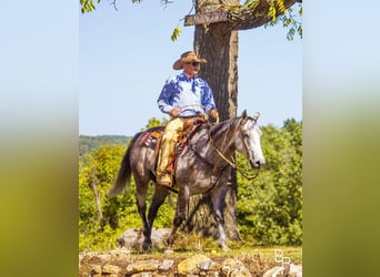 American Quarter Horse, Wallach, 5 Jahre, 157 cm, Apfelschimmel