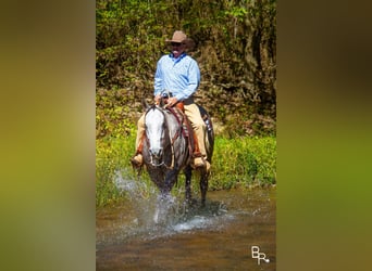 American Quarter Horse, Wallach, 5 Jahre, 157 cm, Apfelschimmel