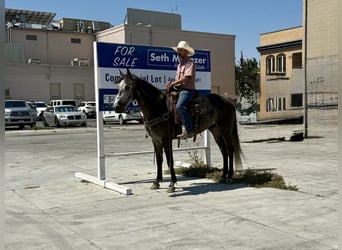 American Quarter Horse, Wallach, 5 Jahre, 157 cm, Apfelschimmel