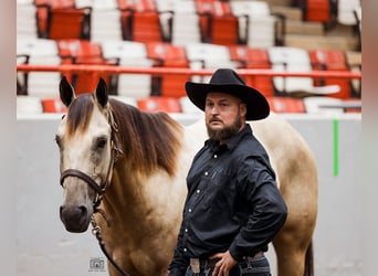 American Quarter Horse, Wallach, 5 Jahre, 157 cm, Buckskin