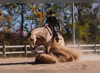 American Quarter Horse, Wallach, 5 Jahre, 157 cm, Buckskin