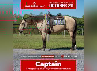 American Quarter Horse, Wallach, 5 Jahre, 157 cm, Buckskin