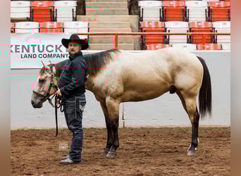 American Quarter Horse, Wallach, 5 Jahre, 157 cm, Buckskin