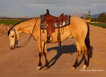 American Quarter Horse, Wallach, 5 Jahre, 157 cm, Buckskin