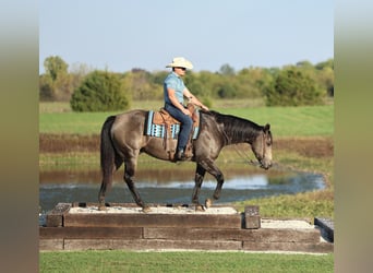 American Quarter Horse, Wallach, 5 Jahre, 157 cm, Buckskin