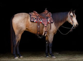 American Quarter Horse, Wallach, 5 Jahre, 157 cm, Buckskin